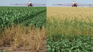 Roundup Flex 480 Ile Na Litr Wody?