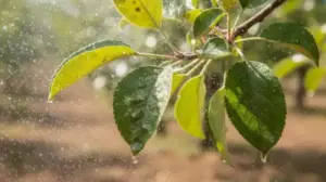 ekologiczny oprysk na parcha jabloni