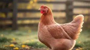 kura rosa kiedy zaczyna znosic jajka